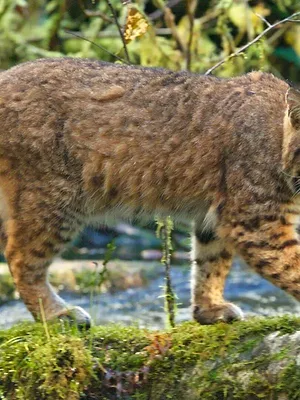 Säugetiere