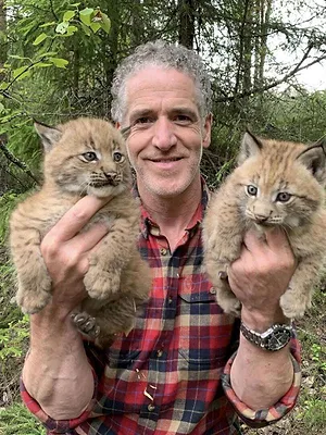 Les bébés lynx et moi