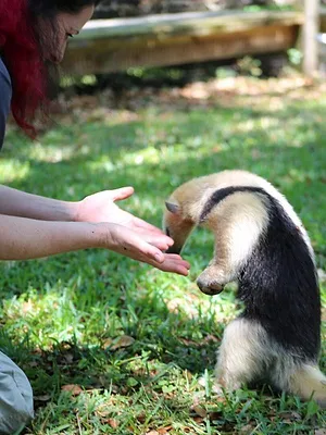 Au coeur du zoo : Tampa