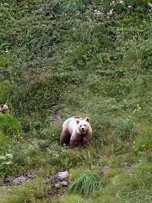 Pyrénées - Vivre avec l'ours
