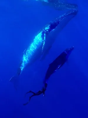 A la rencontre des baleines avec Steve Backshall