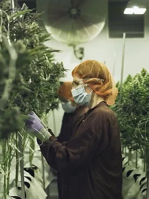 Cannabis, un paradoxe français