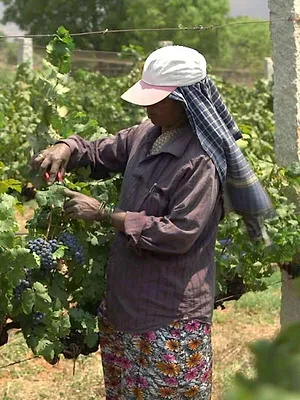 Des vignes et des hommes