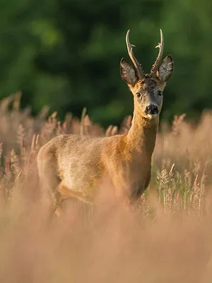 A la poursuite du petit prince de la forêt