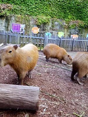Inside Taronga Zoo