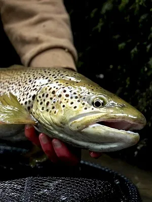 Isère, la géante des Alpes