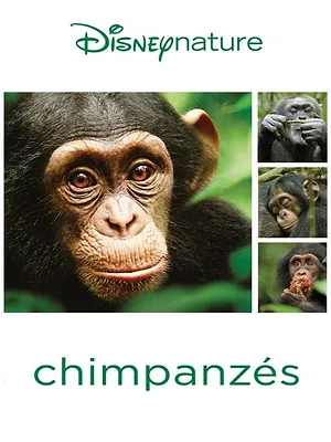 Chimpanzés