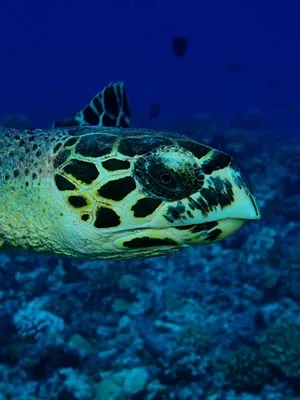 Tuamotu sauvages