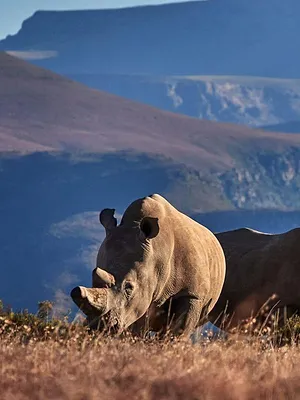 Au secours de la faune africaine
