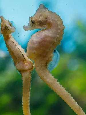 Règne animal, les jeux de l'amour