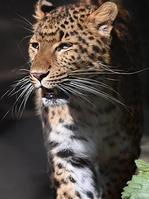 L'école des bébés animaux