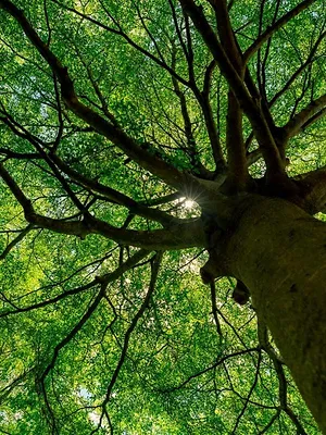 Beestenbrigade battle