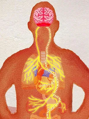 Le nerf vague : dialogue entre le coeur et le cerveau