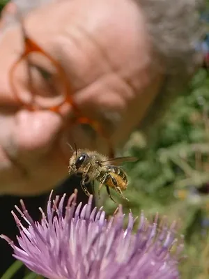 My Garden of a Thousand Bees