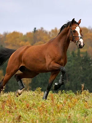 Un remède de cheval