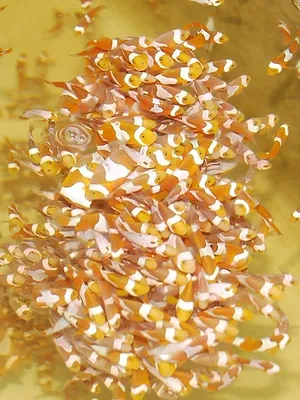 Les rois des aquariums