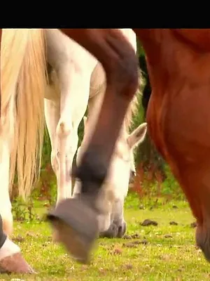 Au galop !