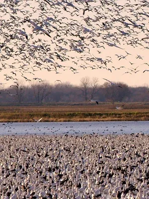 Destination Wild : USA
