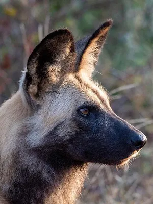 Sur la piste des chiens sauvages d'Afrique