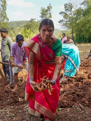 Curcuma, une épice en or