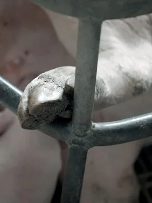 Qui peut-on manger ?