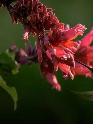 Le jardin extraordinaire