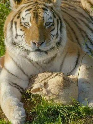 Les animaux guérisseurs