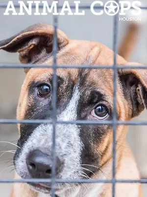 Animal Cops Houston