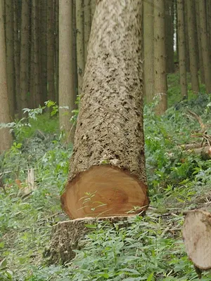 Bûcheron : un métier à hauts risques