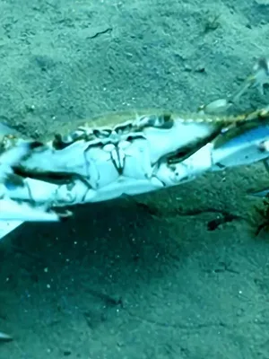 Crabe bleu, chronique d'une invasion