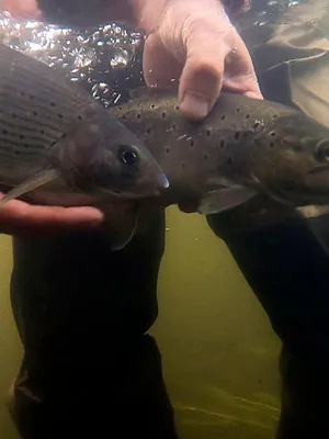 Un homme et sa rivière