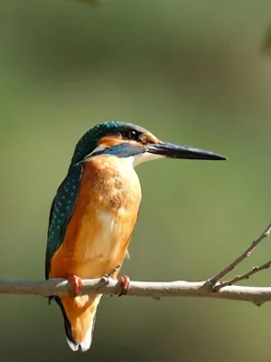 Le combat pour les oiseaux dans le ciel d'Israël