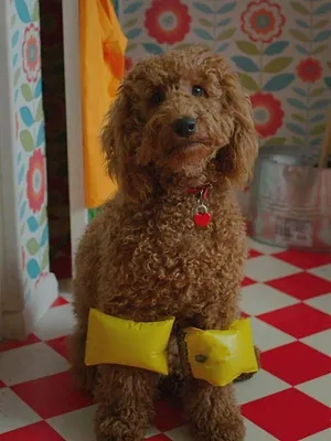 Waffle, le chien waouh S1 E12