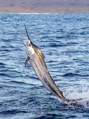 Fish Forever