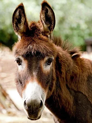 Elefant, Tiger & Co.