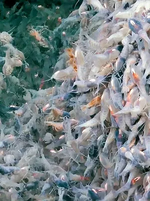 Abysses, la face cachée des océans