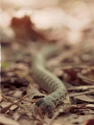 Champion de la survie