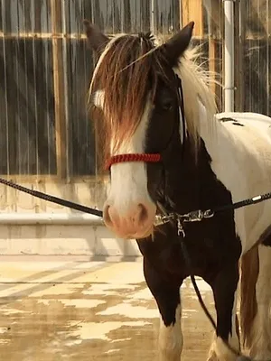 Au galop !