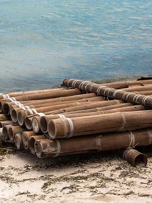 Retour à l'instinct primaire : les naufragés