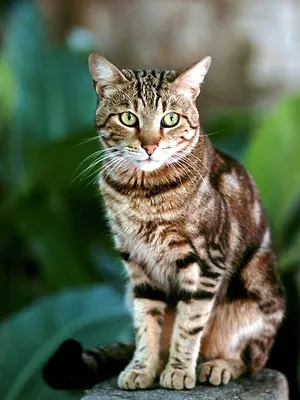 La vie secrète des chats
