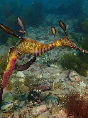 Merveilles de la vie sous-marine