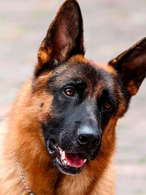 Rex, chien flic S5 E6