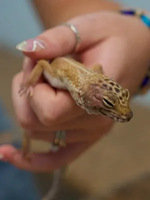 Critter Fixers : Vétos de choc