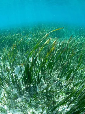 Aux Baléares, sauver les herbiers marins
