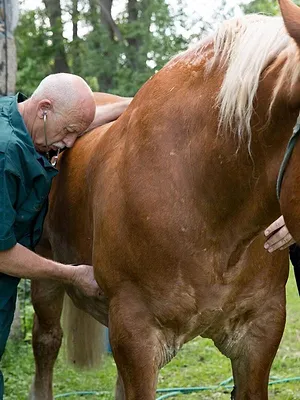 L'incroyable Dr Pol Compilations