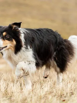 Chiens de berger : l'art de diriger