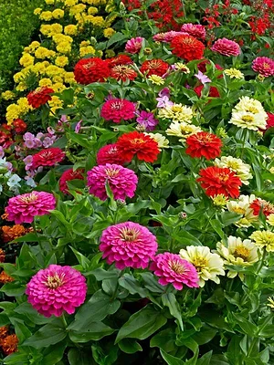 Mon jardin
