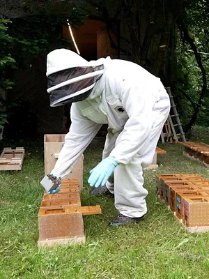 Quel avenir pour nos abeilles ?