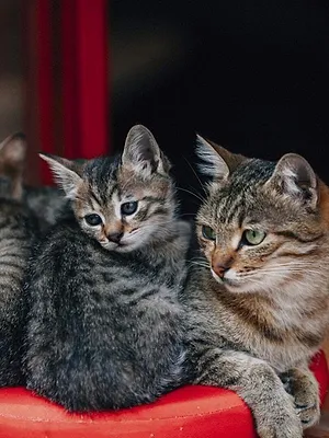 La vie secrète des chats