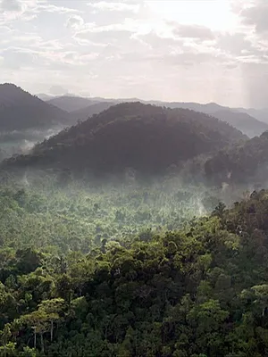 Sur la piste du jaguar au Guyana